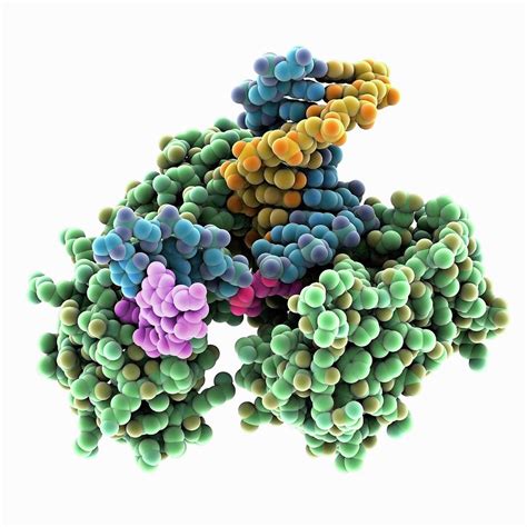 dna polymerase beta|DNA polymerase beta .